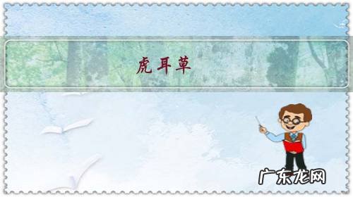 虎耳草,形似虎耳,盆栽要如何管理呢?