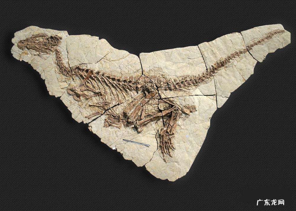 化石是如何形成的