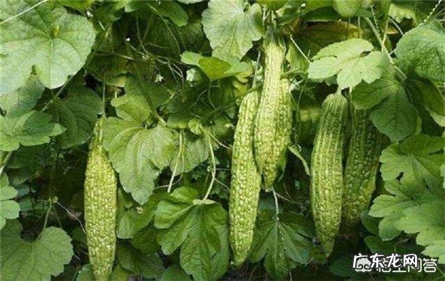 苦瓜的营养价值非常高,如何种植苦瓜?怎样提高苦瓜的产量?
