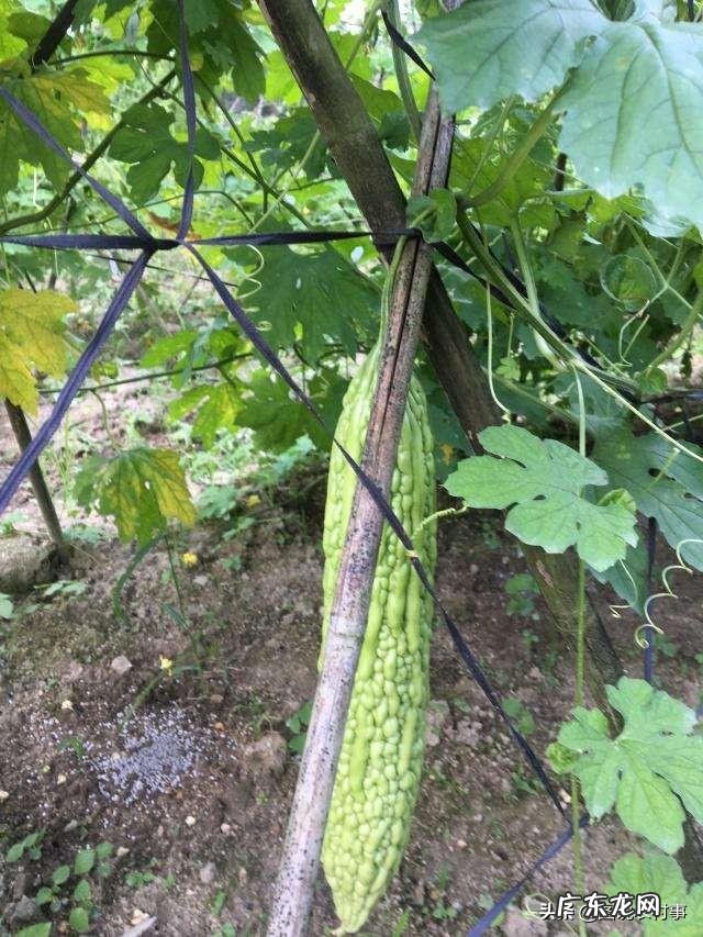 苦瓜的营养价值非常高,如何种植苦瓜?怎样提高苦瓜的产量?