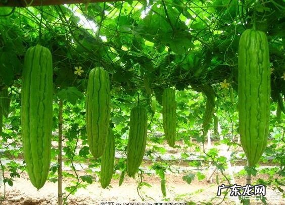 苦瓜的营养价值非常高,如何种植苦瓜?怎样提高苦瓜的产量?