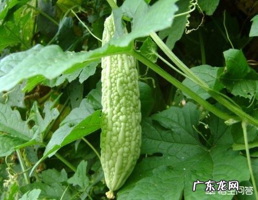 苦瓜的营养价值非常高,如何种植苦瓜?怎样提高苦瓜的产量?