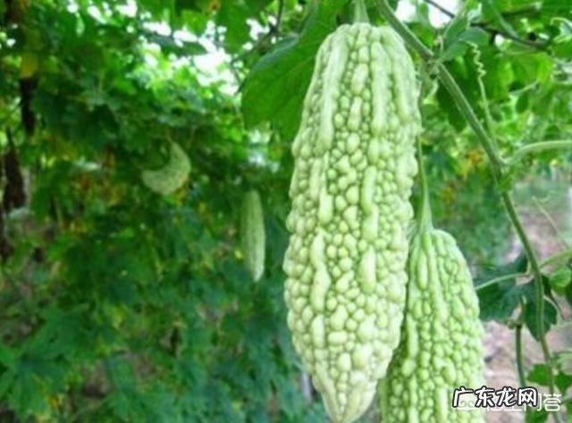 苦瓜的营养价值非常高，如何种植苦瓜？怎样提高苦瓜的产量？