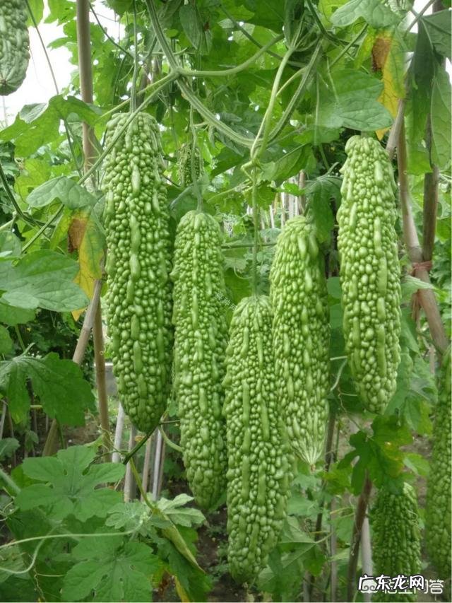 苦瓜的营养价值非常高，如何种植苦瓜？怎样提高苦瓜的产量？