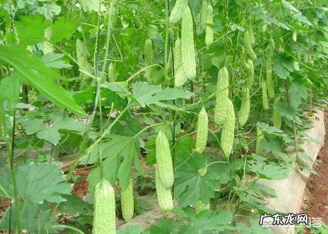 苦瓜的营养价值非常高，如何种植苦瓜？怎样提高苦瓜的产量？