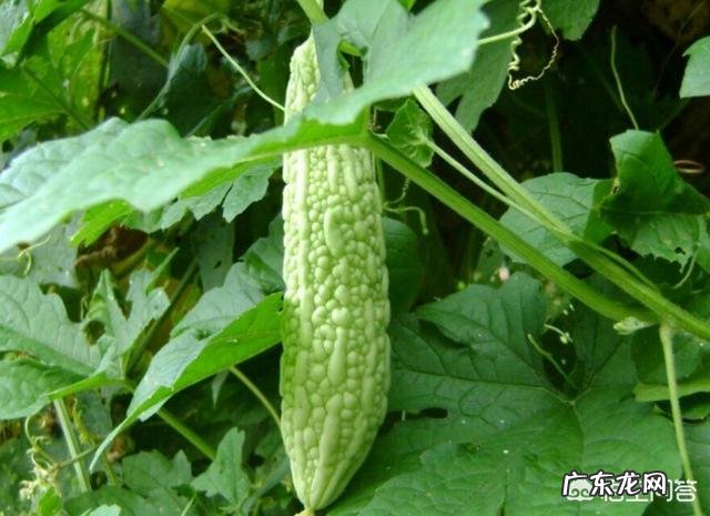 苦瓜的营养价值非常高，如何种植苦瓜？怎样提高苦瓜的产量？