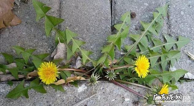 蒲公英能与黄菊花一起泡茶喝吗?