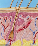 干性肌肤的特征是什么？该如何进行护理呢？