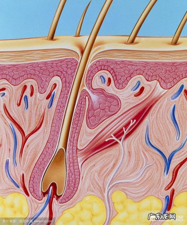 干性肌肤的特征是什么?该如何进行护理呢?