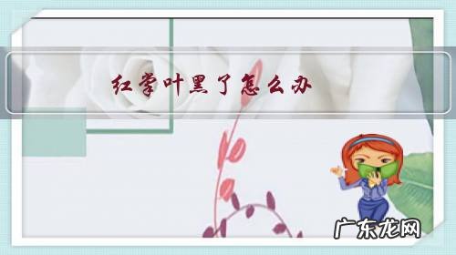 红掌叶子变黑 红掌叶黑了怎么办?