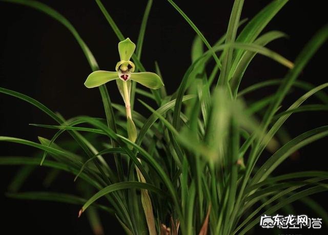 兰花在花盆里长满后,要如何进行分盆管理呢?