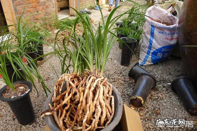兰花在花盆里长满后，要如何进行分盆管理呢？