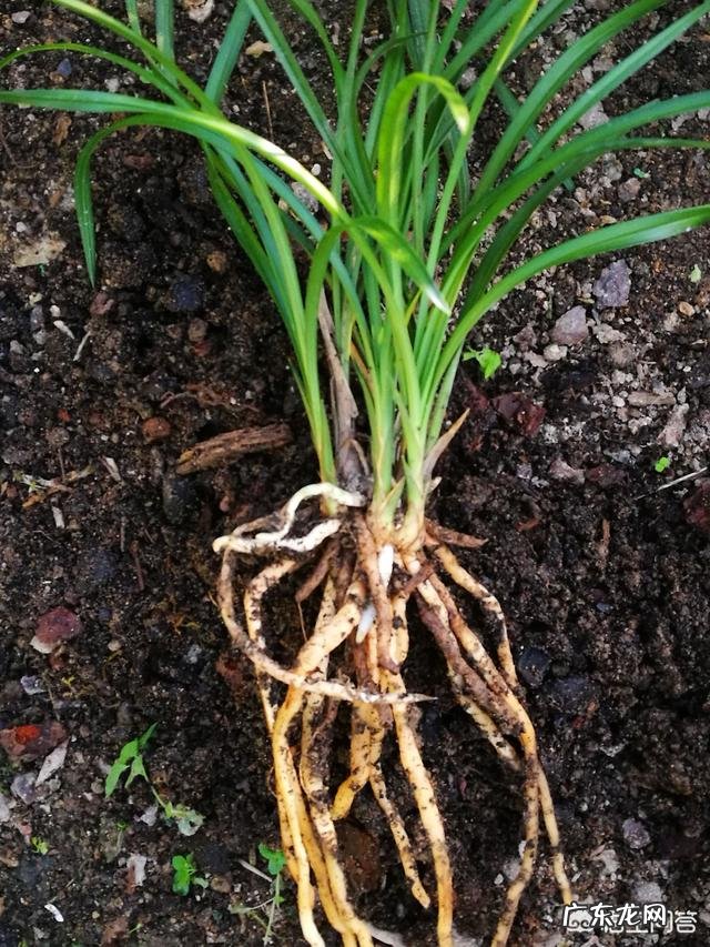 兰花在花盆里长满后，要如何进行分盆管理呢？