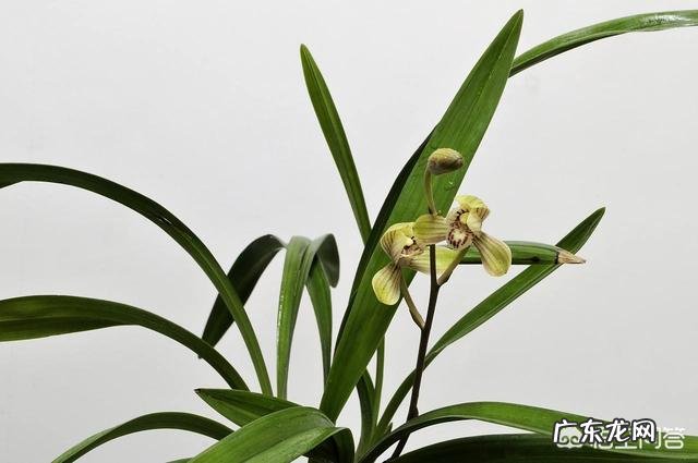 兰花在花盆里长满后,要如何进行分盆管理呢?