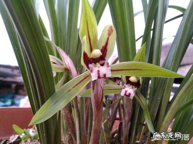 兰花在花盆里长满后,要如何进行分盆管理呢?
