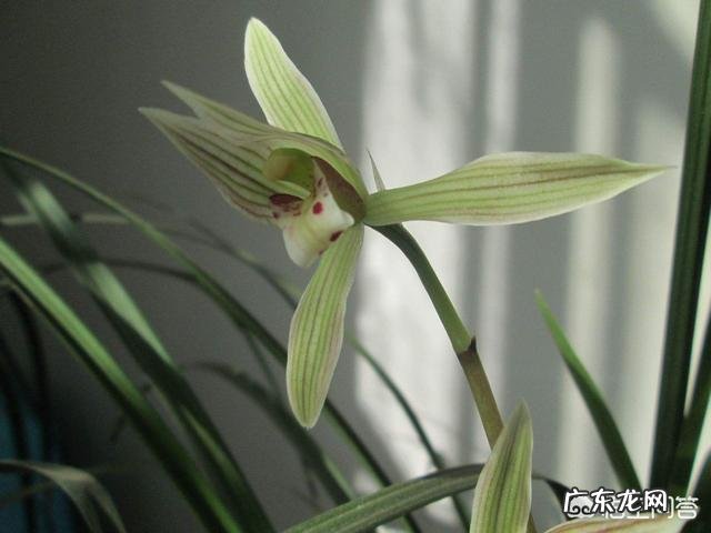 兰花在花盆里长满后,要如何进行分盆管理呢?