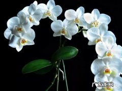 蝴蝶兰多久浇一次水？