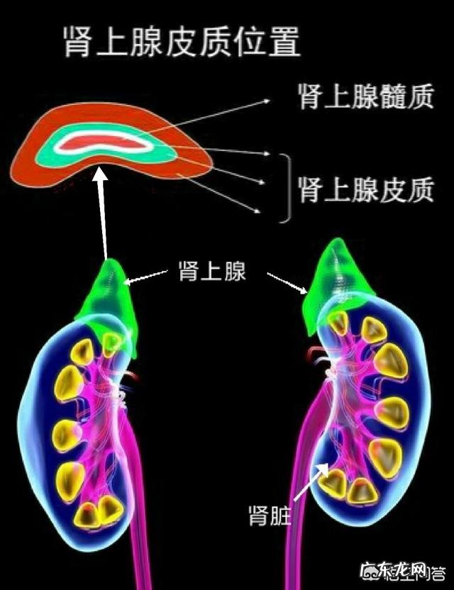 什么药可以促进身体内的新陈代谢