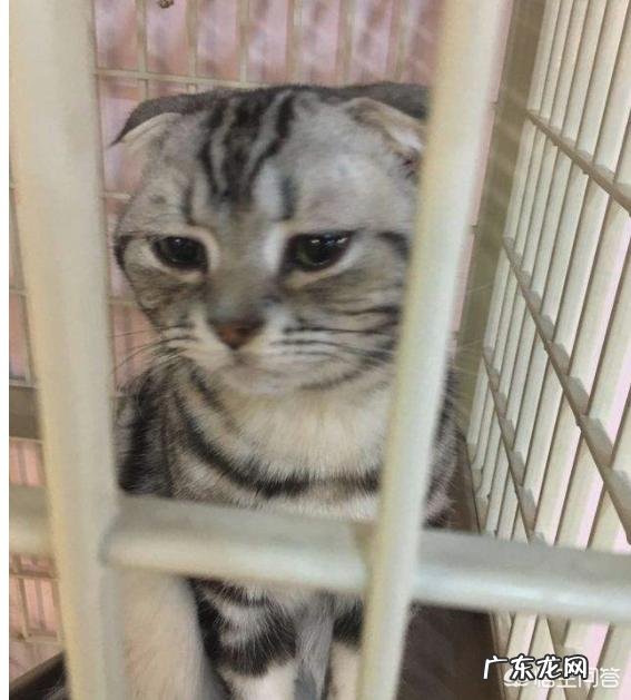 猫比狗更乖巧可爱，为什么喜欢养狗的人远多于养猫的人