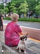 猫比狗更乖巧可爱，为什么喜欢养狗的人远多于养猫的人