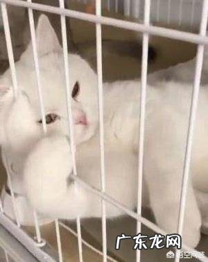 猫比狗更乖巧可爱，为什么喜欢养狗的人远多于养猫的人