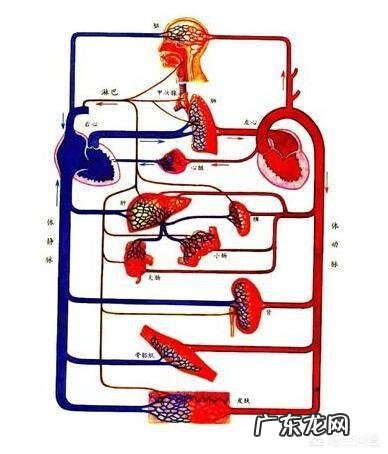 如果每天坚持骑动感单车，身体会有什么变化？能改善心肺功能和减肥吗？