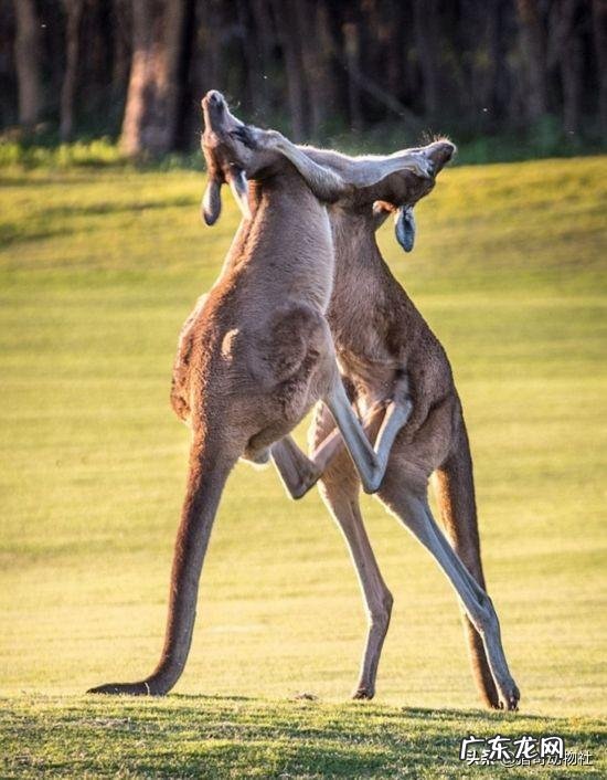 被袋鼠暴打是一种怎样的体验