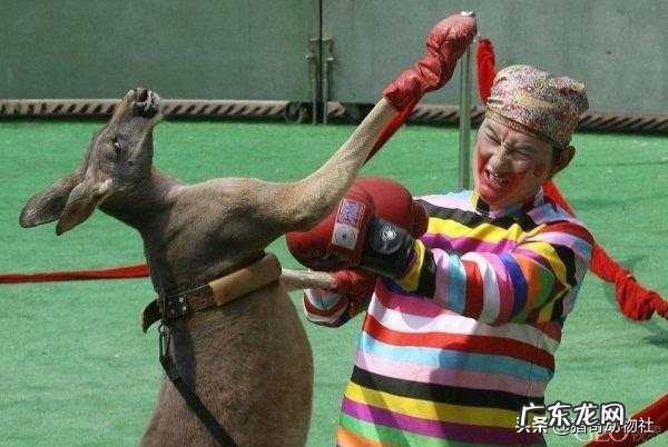 被袋鼠暴打是一种怎样的体验