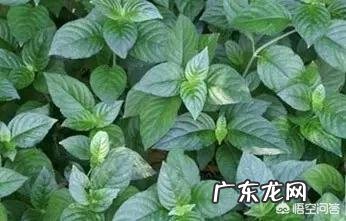 普洱茶熟茶中的糯香味是怎么来的?