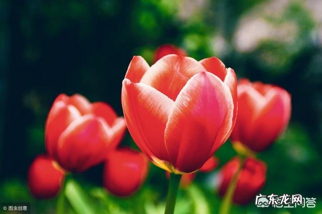 郁金香的花期有多长平时怎么养护?