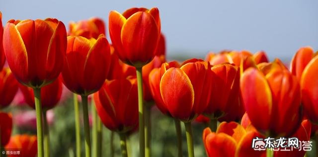 郁金香的花期有多长平时怎么养护?