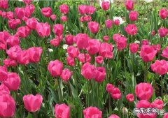 郁金香的花期有多长平时怎么养护？