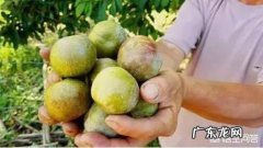 李子果不膨大是什么原因？