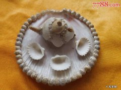 贝壳怎么做摆件