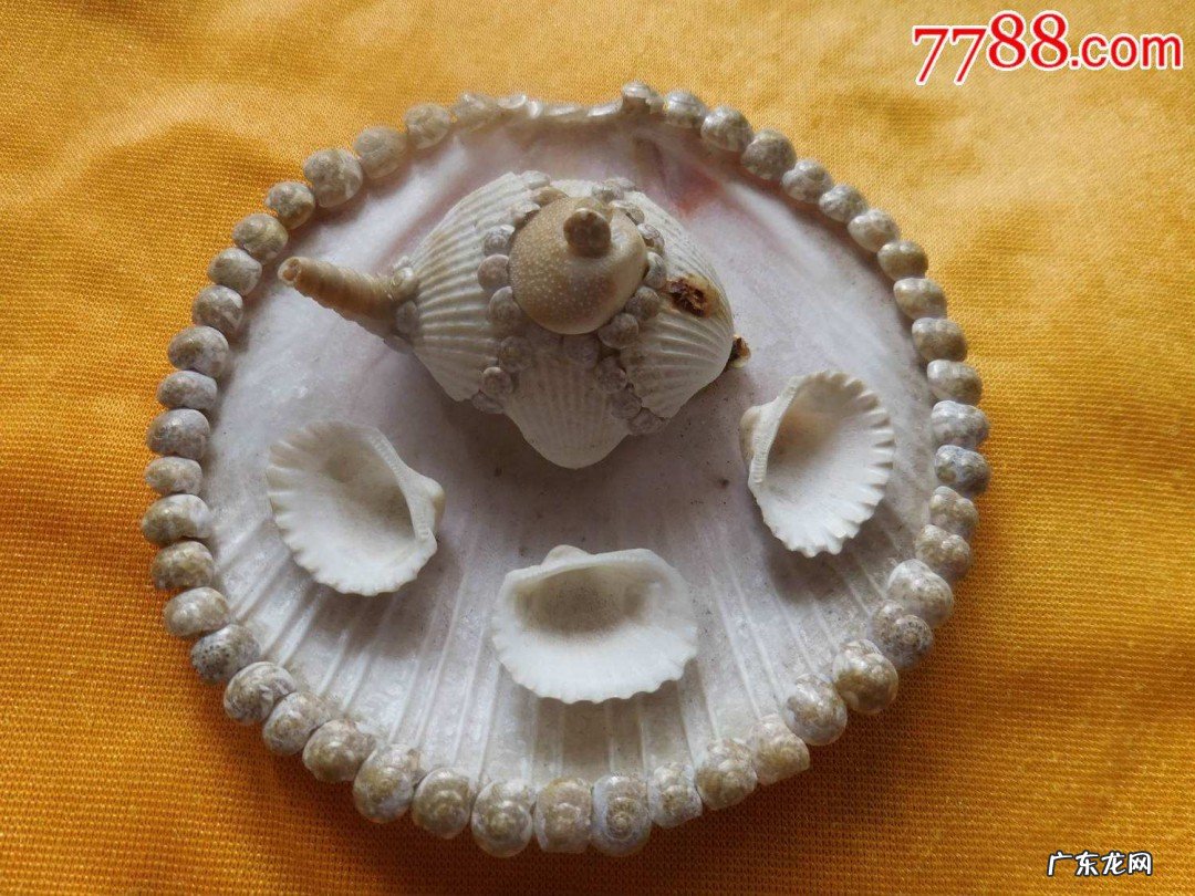 贝壳怎么做摆件