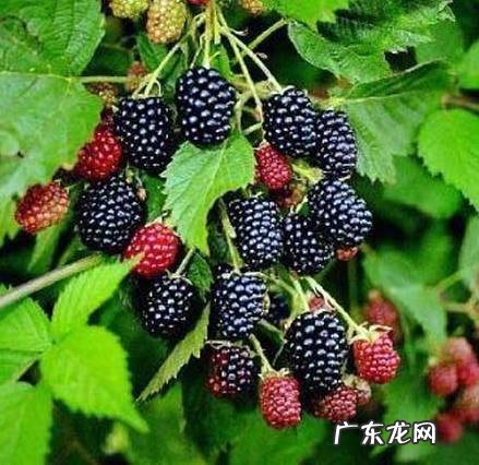 小时候在农村的你，都吃过哪些野果子