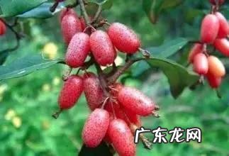 小时候在农村的你，都吃过哪些野果子