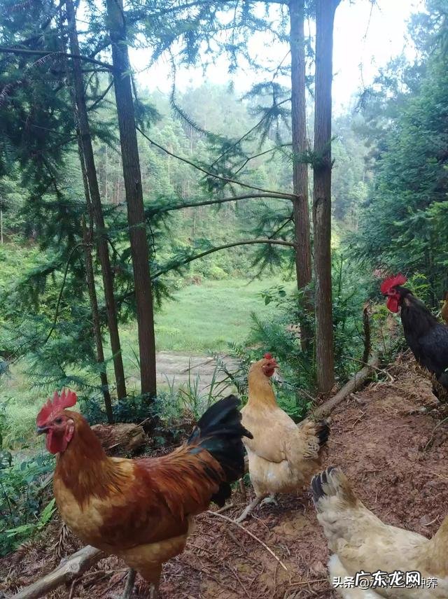 天亮了,新的一天又开始了,你今天有什么计划与规划呢?