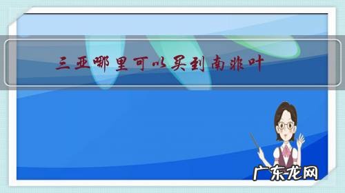 三亚哪里可以买到南非叶?它有什么功效呢?