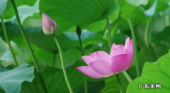 晒荷花的句子