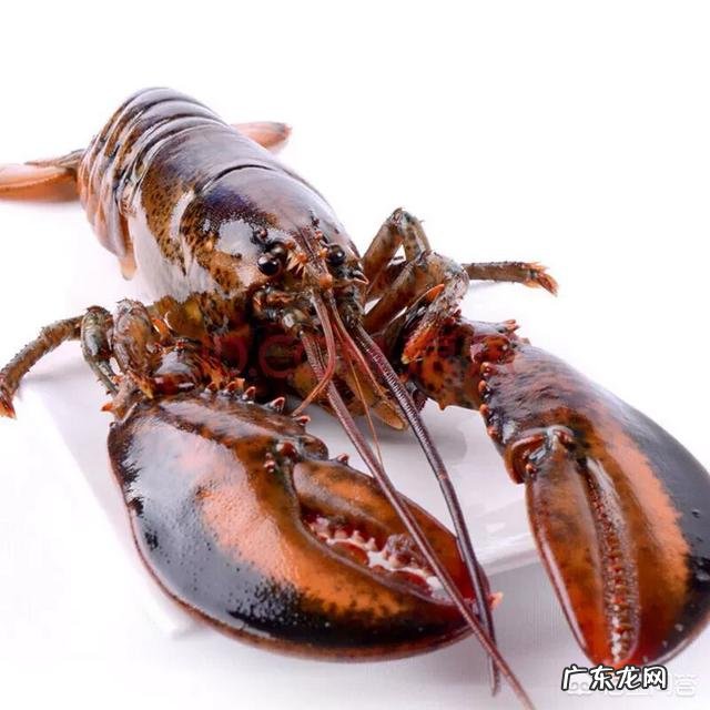 怎么做波士顿大龙虾既美味又简单?