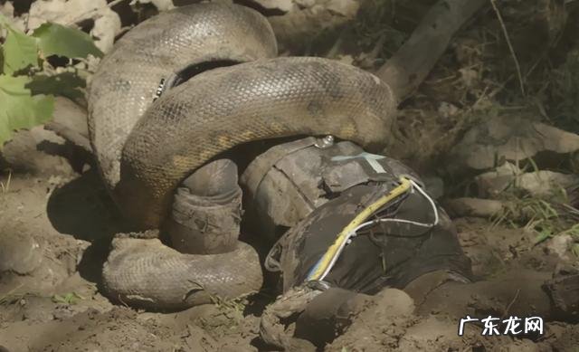 被蟒蛇吞进肚子里是什么样的感觉为什么说持刀逃生不现实