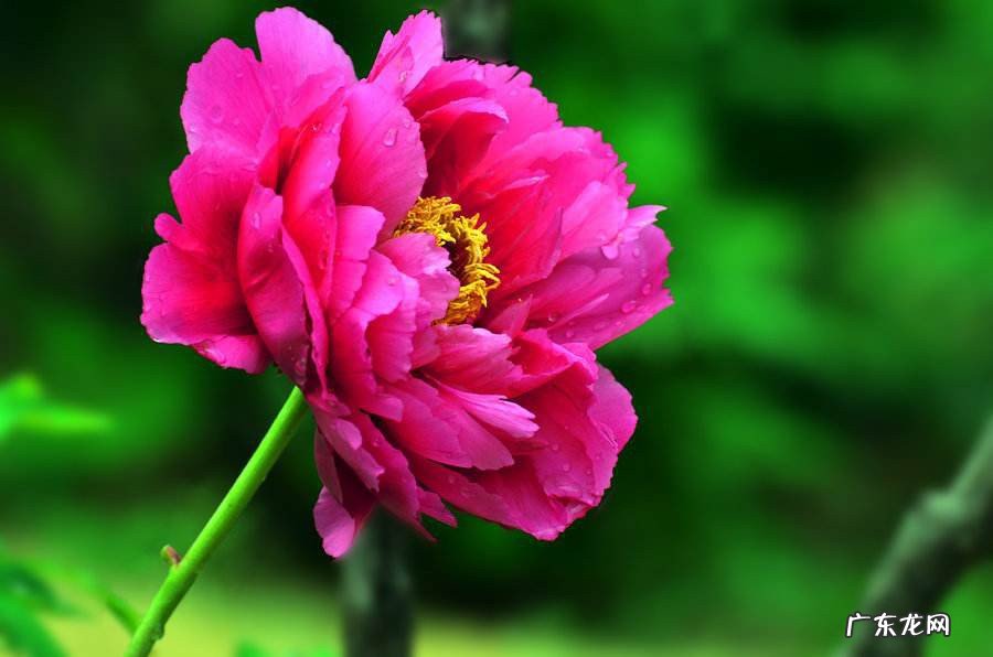 牡丹具有什么寓意