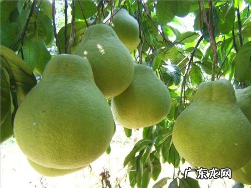 红心柚子比平常的柚子营养丰富吗？