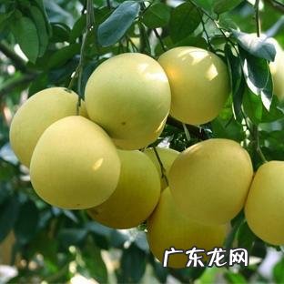 红心柚子比平常的柚子营养丰富吗？