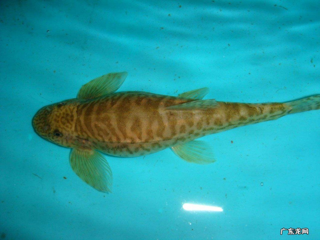 抓鱼怎么抓鱼的