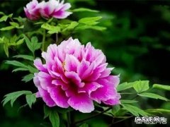 怎样快速忘记一个人？