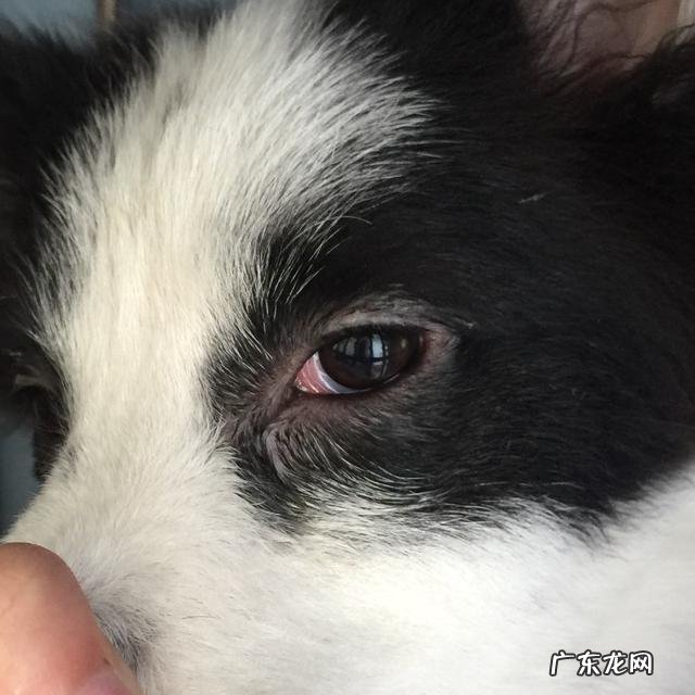 狗狗眼屎多怎么办？