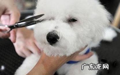 狗狗眼屎多怎么办?