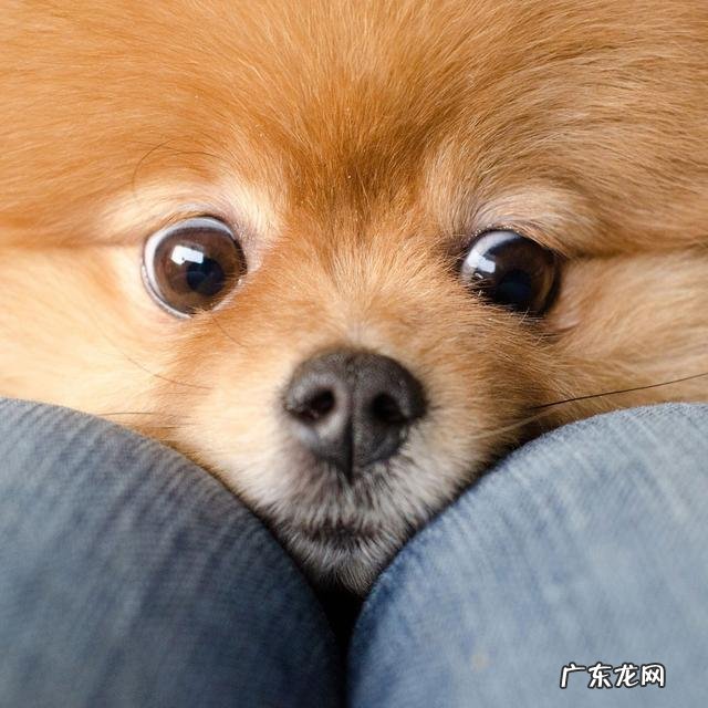 狗狗眼屎多怎么办?